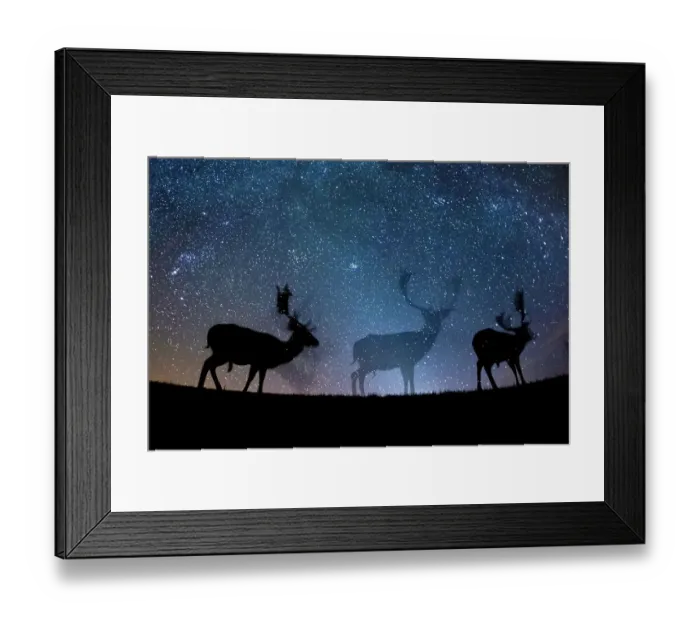 Framed Print : Fallow deer (Dama dama) at night, Gyulaj, Hungary Third place in the Nature Portfolio Framed Print : Fallow deer (Dama dama) at night, Gyulaj, Hungary Third place in the Nature Portfolio