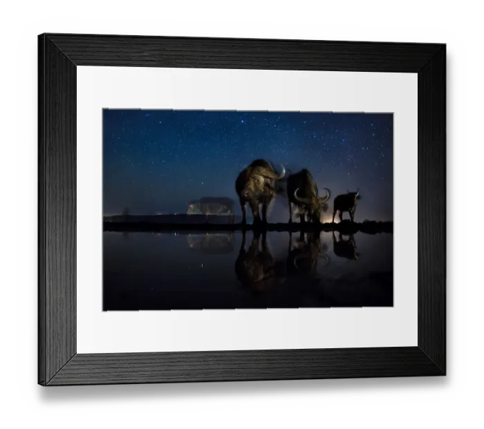 Framed Print : African buffalo (Syncerus caffer) at waterhole at night, Mkuze, South Africa Third Framed Print : African buffalo (Syncerus caffer) at waterhole at night, Mkuze, South Africa Third