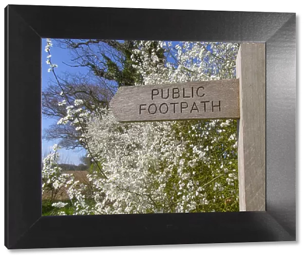 Footpath sign in Norfolk countryside with Blackthorn hedgerow (Prunus spinosa) in flower
