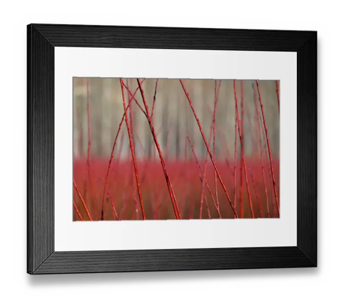 Framed Print : Willow (Salix) plantation, Cuenca, Castilla-La Mancha, Spain, December