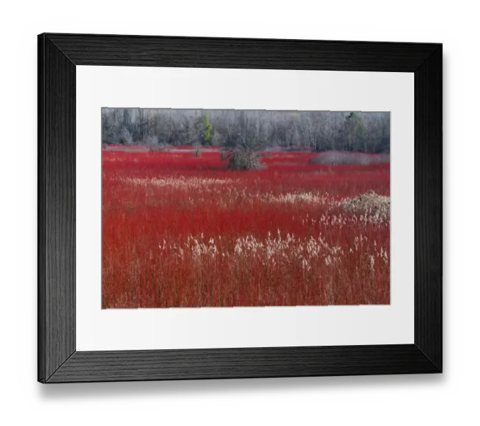 Framed Print : Willow (Salix) plantation, Cuenca, Castilla-La Mancha, Spain, December Framed Print : Willow (Salix) plantation, Cuenca, Castilla-La Mancha, Spain, December