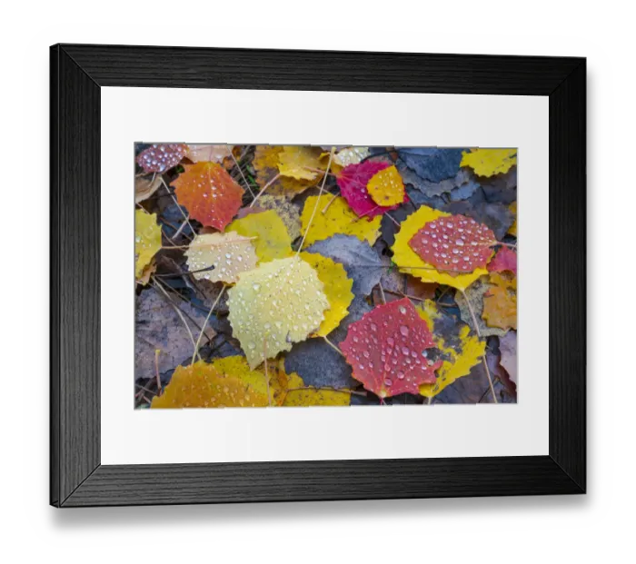Framed Print : Leaves of a Common aspen tree (Populus tremula) on ground in autumn, Aragon, Spain, November
