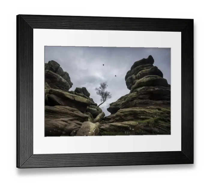 Framed Print : Tree and rock formations at Brimham Rocks, Harrogate, Yorkshire. Comprised of Carboniferous age Framed Print : Tree and rock formations at Brimham Rocks, Harrogate, Yorkshire. Comprised of Carboniferous age
