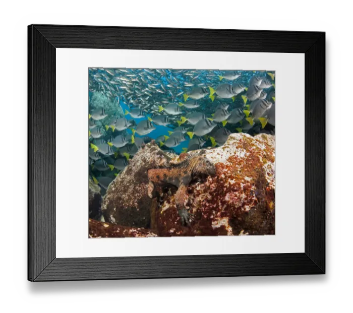 Framed Print : Marine iguana (Amblyrhynchus cristatus) feeding underwater on algae. Endemic species Framed Print : Marine iguana (Amblyrhynchus cristatus) feeding underwater on algae. Endemic species