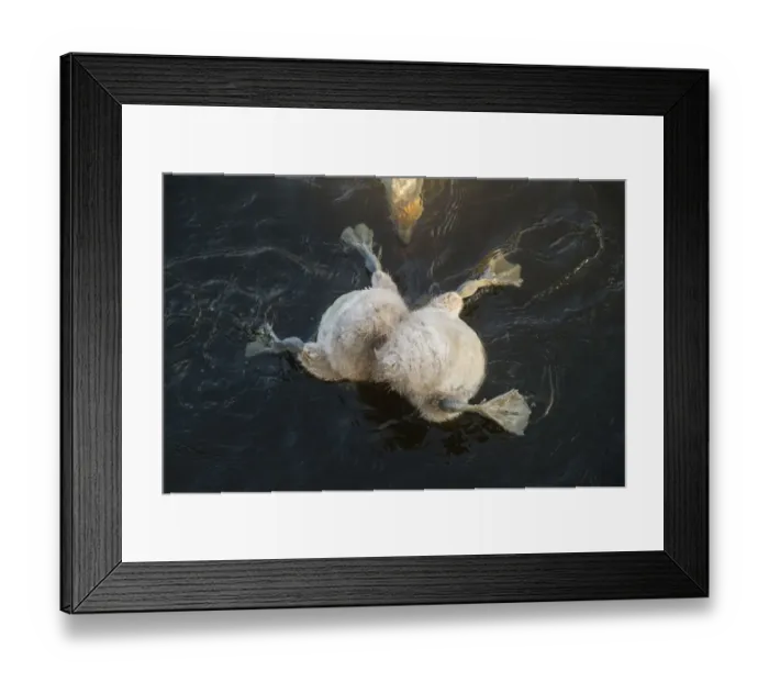 Framed Print : Mute swan (Cygnus olor) cygnets with head submerged while feeding underwater, with mother watching Framed Print : Mute swan (Cygnus olor) cygnets with head submerged while feeding underwater, with mother watching