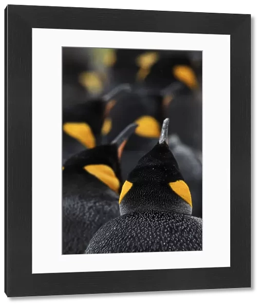 King penguin (Aptenodytes patagonicus) colony, Volunteer Point, East Falkland, Falkland Islands