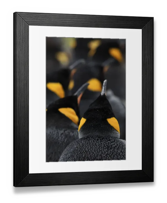 Framed Print : King penguin (Aptenodytes patagonicus) colony, Volunteer Point, East Falkland, Falkland Islands Framed Print : King penguin (Aptenodytes patagonicus) colony, Volunteer Point, East Falkland, Falkland Islands