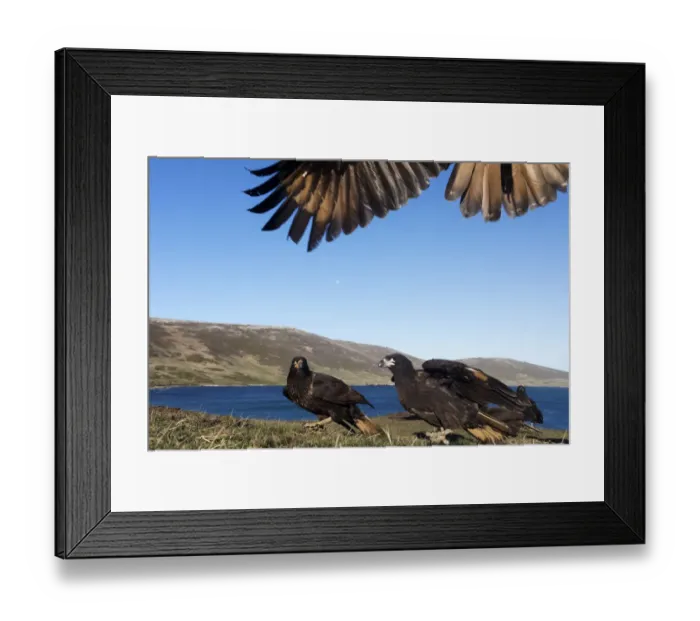 Framed Print : Striated caracara (Phalcoboenus australis) group with one landing from above with only wings