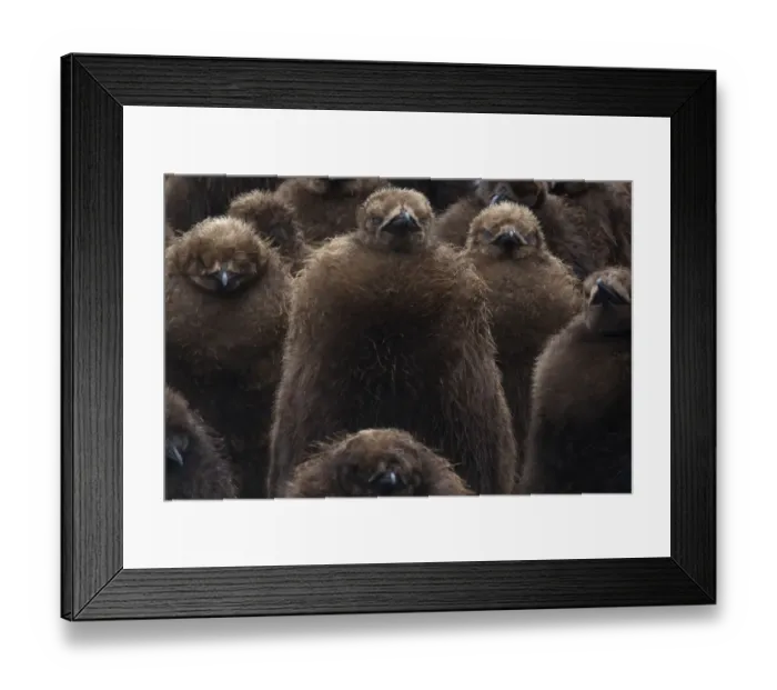 Framed Print : King penguin (Aptenodytes patagonicus) chick creche, Volunteer Point, East Falkland Framed Print : King penguin (Aptenodytes patagonicus) chick creche, Volunteer Point, East Falkland