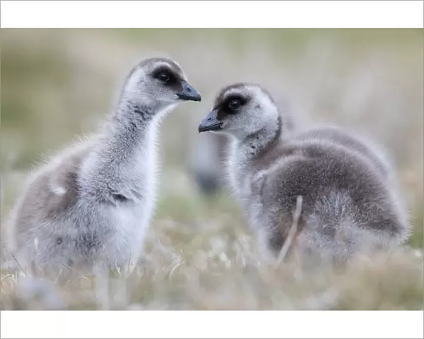 Upland goose (Chloephaga picta) goslings, Sea Lion Island, Falkland Islands, October