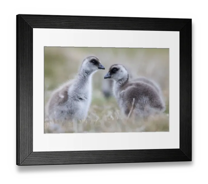 Framed Print : Upland goose (Chloephaga picta) goslings, Sea Lion Island, Falkland Islands, October Framed Print : Upland goose (Chloephaga picta) goslings, Sea Lion Island, Falkland Islands, October