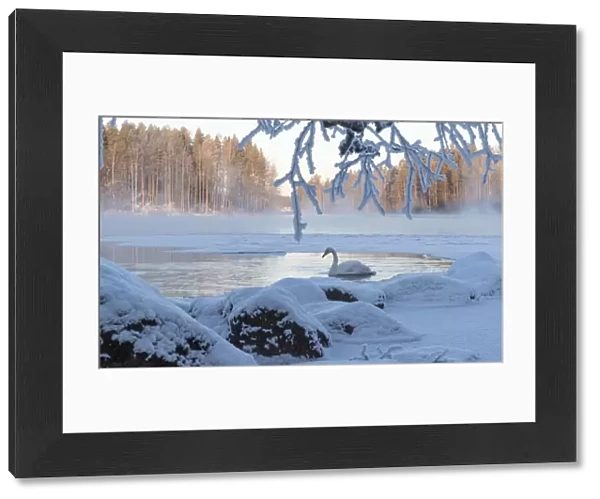 Whooper swan (Cygnus cygnus) on river in winter, Finland, January