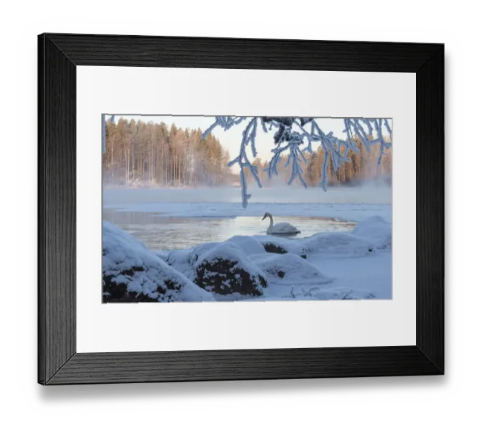 Framed Print : Whooper swan (Cygnus cygnus) on river in winter, Finland, January Framed Print : Whooper swan (Cygnus cygnus) on river in winter, Finland, January