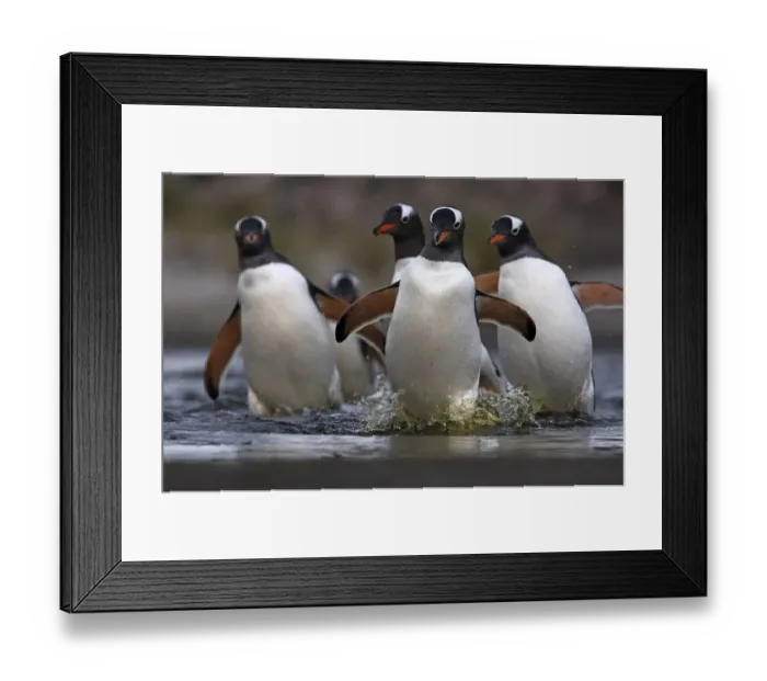 Framed Print : Gentoo penguin (Pygoscelis papua) walking back to the colony, Sea Lion Island, Falkland Islands Framed Print : Gentoo penguin (Pygoscelis papua) walking back to the colony, Sea Lion Island, Falkland Islands