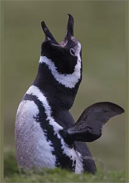 Magellanic penguin (Spheniscus magellanicus) calling at the entrance of burrow, courtship display