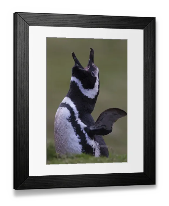 Framed Print : Magellanic penguin (Spheniscus magellanicus) calling at the entrance of burrow, courtship display Framed Print : Magellanic penguin (Spheniscus magellanicus) calling at the entrance of burrow, courtship display