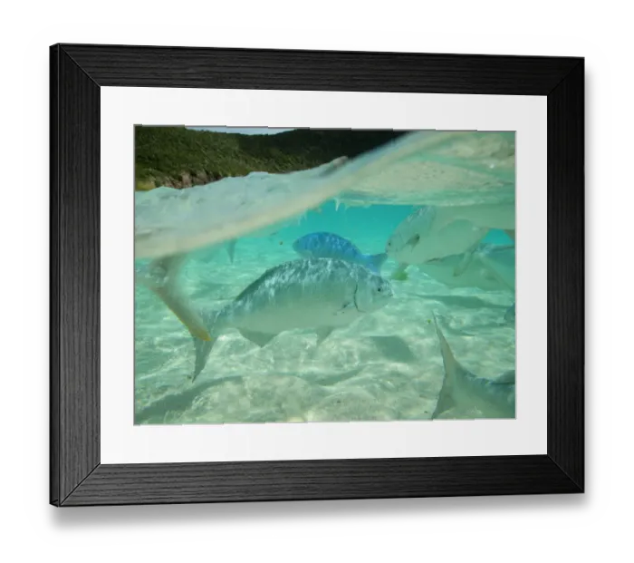 Framed Print : Silver Drummer (Kyphosus sydneyanus) fish off the coast of Neds Beach, Lord Howe island Framed Print : Silver Drummer (Kyphosus sydneyanus) fish off the coast of Neds Beach, Lord Howe island