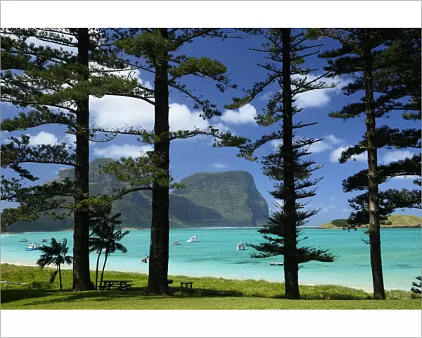 Norfolk Island pine trees (Araucaria heterophylla) near lagoon with Mount Lidgbird