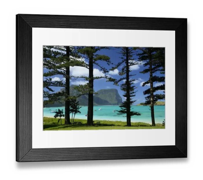 Framed Print : Norfolk Island pine trees (Araucaria heterophylla) near lagoon with Mount Lidgbird Framed Print : Norfolk Island pine trees (Araucaria heterophylla) near lagoon with Mount Lidgbird