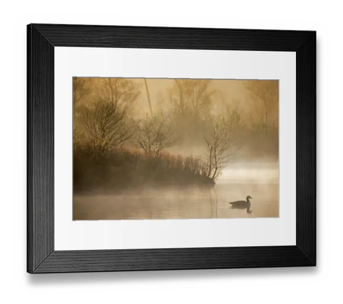 Framed Print : Landscape of a fen at dawn withCanada goose (Branta canadensis) Framed Print : Landscape of a fen at dawn withCanada goose (Branta canadensis)