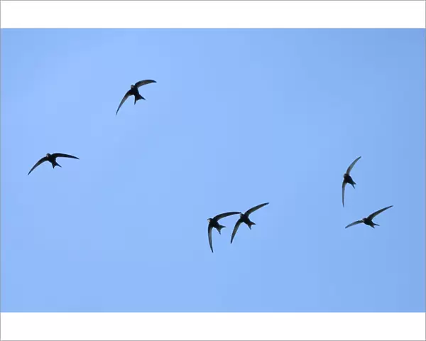 Common swift (Apus apus) group flying overhead, Bradford-on-Avon, Wiltshire, UK, May