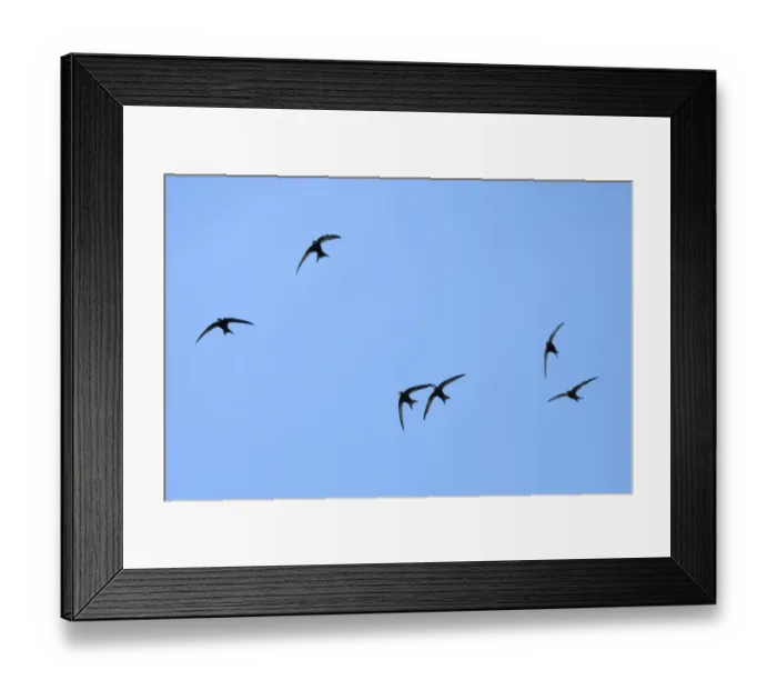 Framed Print : Common swift (Apus apus) group flying overhead, Bradford-on-Avon, Wiltshire, UK, May