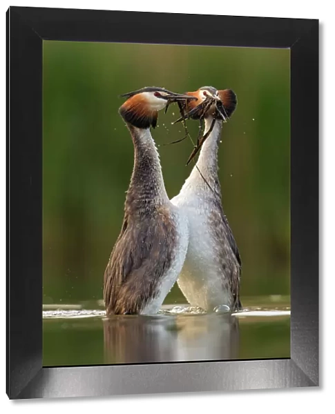 Great crested grebe (Podiceps cristatus) performing their weed dance during courtship