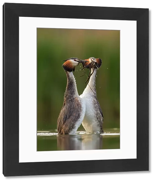 Great crested grebe (Podiceps cristatus) performing their weed dance during courtship