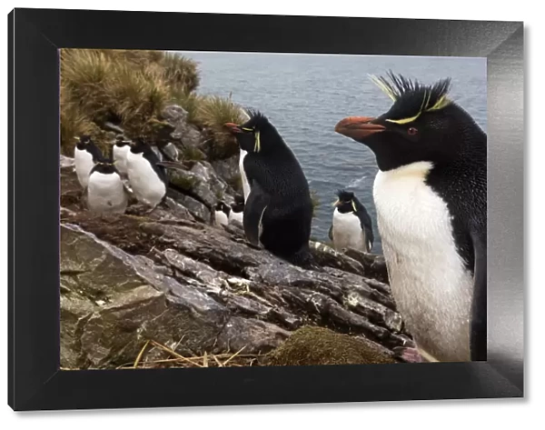 Southern Rockhopper penguin (Eudyptes chrysocome) colony, Kidney Island, Falkland Islands, October