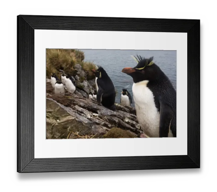 Framed Print : Southern Rockhopper penguin (Eudyptes chrysocome) colony, Kidney Island, Falkland Islands, October Framed Print : Southern Rockhopper penguin (Eudyptes chrysocome) colony, Kidney Island, Falkland Islands, October