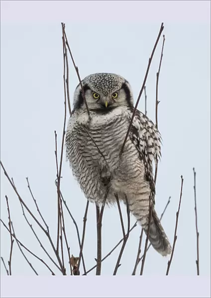 Northern hawk-owl (Surnia ulula) perched, Finland, January