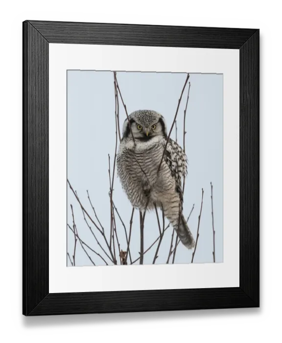Framed Print : Northern hawk-owl (Surnia ulula) perched, Finland, January Framed Print : Northern hawk-owl (Surnia ulula) perched, Finland, January