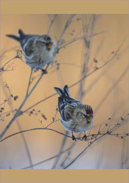 Common redpoll (Acanthis flammea) two birds perched, Finland, January