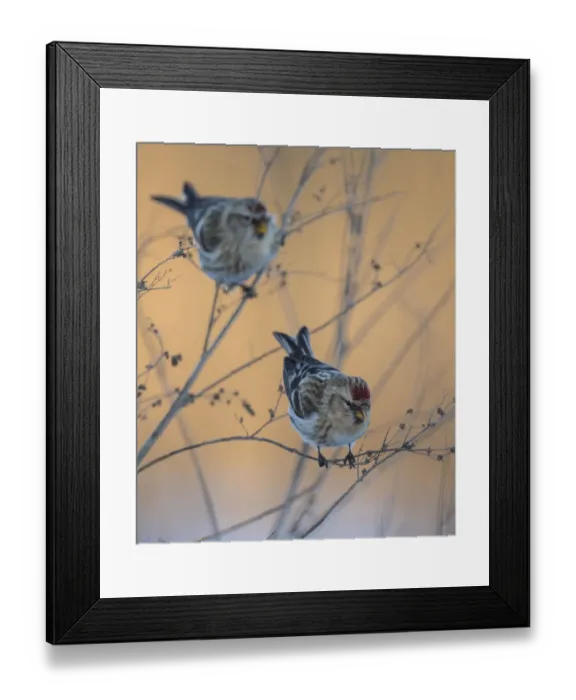 Framed Print : Common redpoll (Acanthis flammea) two birds perched, Finland, January Framed Print : Common redpoll (Acanthis flammea) two birds perched, Finland, January