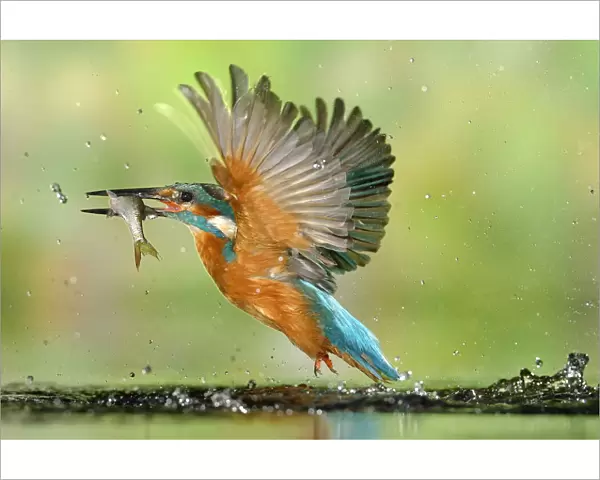 Kingfisher (Alcedo atthis) male, after diving, taking off from water with fish, a Common Roach