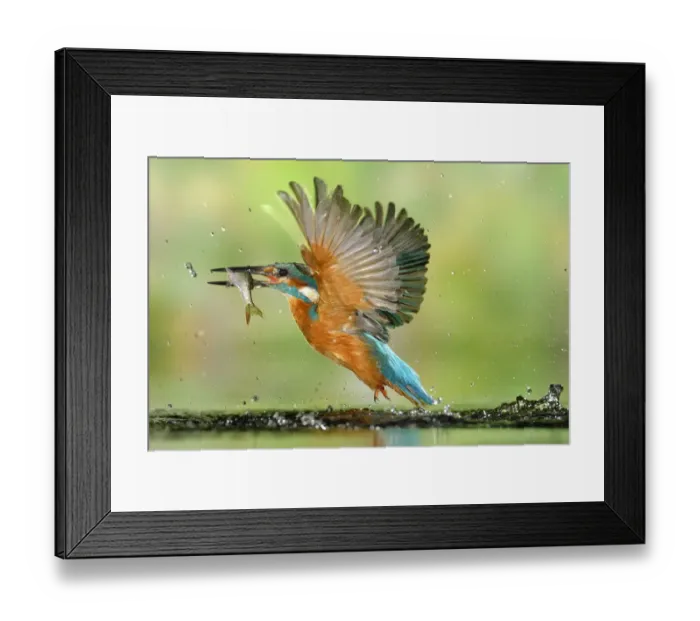 Framed Print : Kingfisher (Alcedo atthis) male, after diving, taking off from water with fish, a Common Roach Framed Print : Kingfisher (Alcedo atthis) male, after diving, taking off from water with fish, a Common Roach
