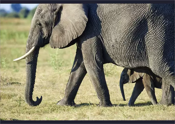 African elephant mother and young calf (Loxodonta africana), Duba Plains, Okavango Delta