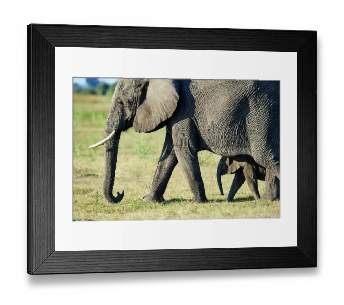 Framed Print : African elephant mother and young calf (Loxodonta africana), Duba Plains, Okavango Delta Framed Print : African elephant mother and young calf (Loxodonta africana), Duba Plains, Okavango Delta