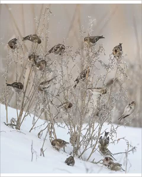 Common redpoll (Acanthis flammea), flock feeding, Finland, January