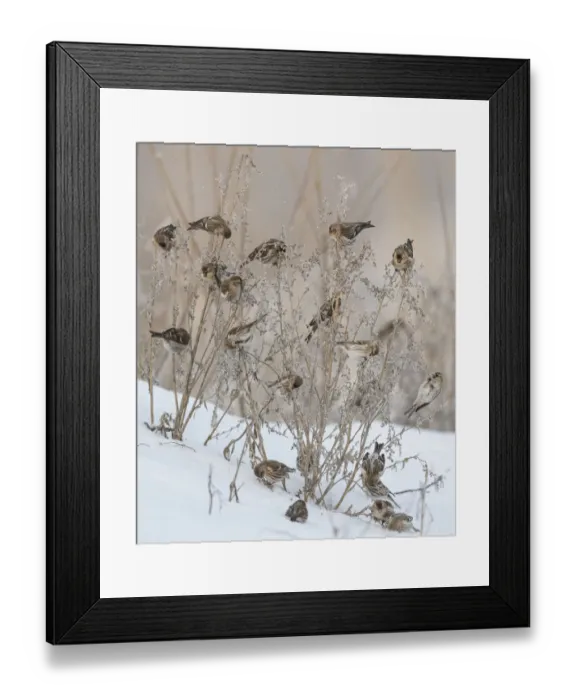 Framed Print : Common redpoll (Acanthis flammea), flock feeding, Finland, January