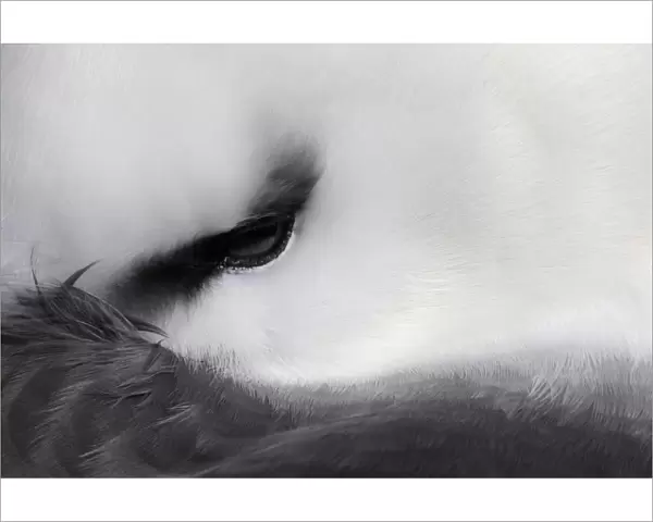 Black-browed Albatross (Thalassarche melanophris) resting close up of eye. West Point Island