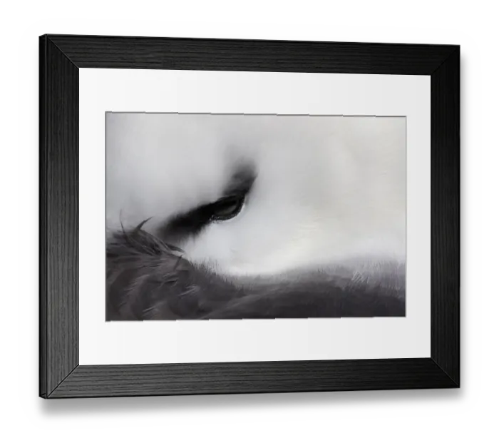 Framed Print : Black-browed Albatross (Thalassarche melanophris) resting close up of eye. West Point Island Framed Print : Black-browed Albatross (Thalassarche melanophris) resting close up of eye. West Point Island