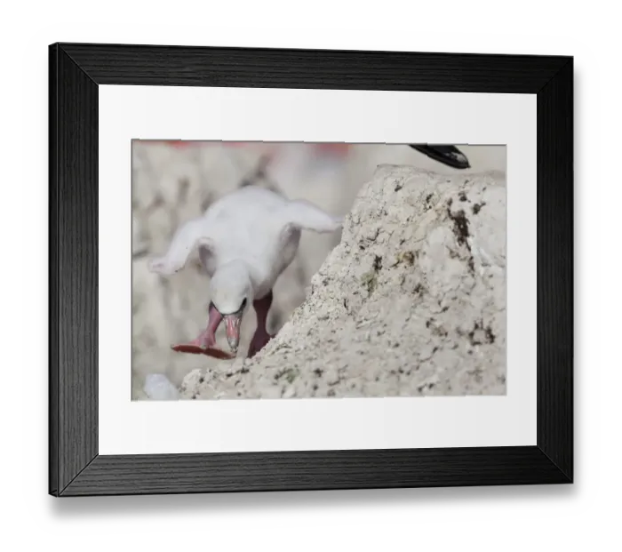 Framed Print : Caribbean Flamingo (Phoenicopterus ruber) chick age 5 days, walking around nest, breeding colony Framed Print : Caribbean Flamingo (Phoenicopterus ruber) chick age 5 days, walking around nest, breeding colony