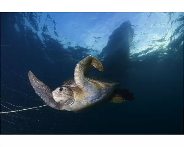 Green Turtle (Chelonia mydas) trapped in fishing net, Sea of Cortez (Gulf of California)