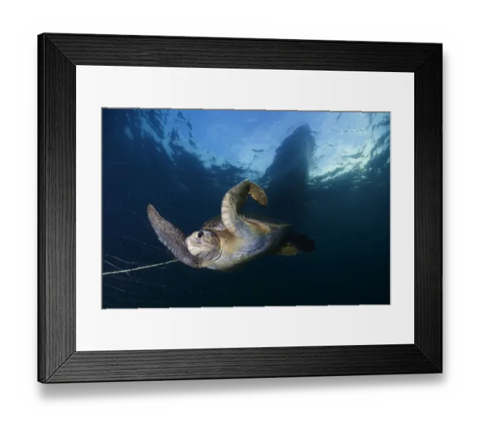 Framed Print : Green Turtle (Chelonia mydas) trapped in fishing net, Sea of Cortez (Gulf of California) Framed Print : Green Turtle (Chelonia mydas) trapped in fishing net, Sea of Cortez (Gulf of California)