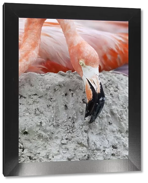Caribbean Flamingo (Phoenicopterus ruber) building up mud whilst brooding egg, breeding colony