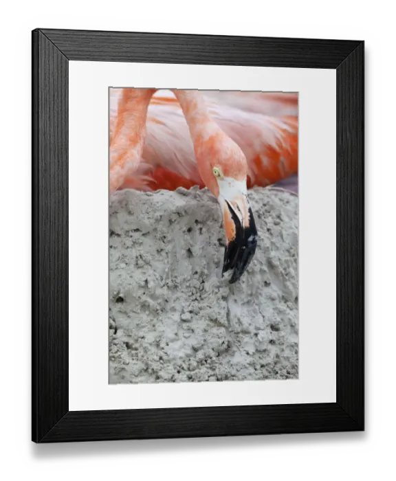 Framed Print : Caribbean Flamingo (Phoenicopterus ruber) building up mud whilst brooding egg, breeding colony Framed Print : Caribbean Flamingo (Phoenicopterus ruber) building up mud whilst brooding egg, breeding colony
