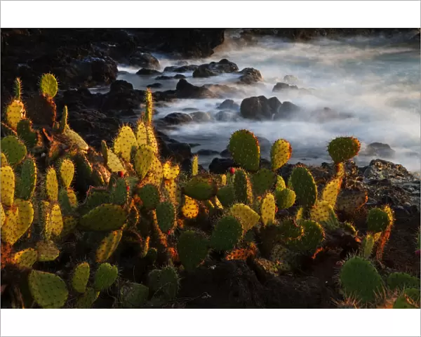 Pricklepear (Opuntia sp. ) growing on coastline, Socorro Island, Revillagigedo Archipelago