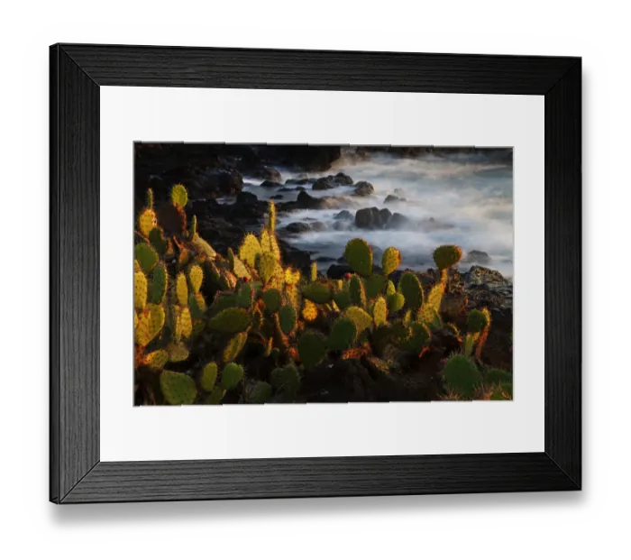 Framed Print : Pricklepear (Opuntia sp. ) growing on coastline, Socorro Island, Revillagigedo Archipelago Framed Print : Pricklepear (Opuntia sp. ) growing on coastline, Socorro Island, Revillagigedo Archipelago