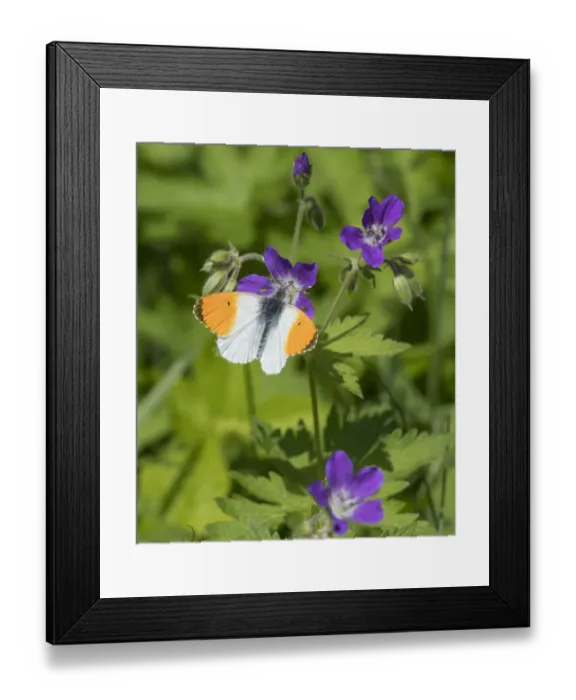 Framed Print : Orange-tip (Anthocharis cardamines), male feeding from Wood Cranesbill (Geranium sylvaticum) Framed Print : Orange-tip (Anthocharis cardamines), male feeding from Wood Cranesbill (Geranium sylvaticum)